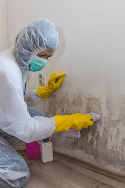 Best Air Quality Testing for Mold Spores  in Castalia, OH